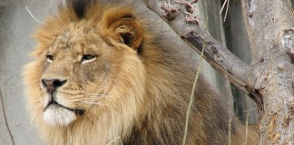 Projecteur sur Naak : le rappeur indomptable