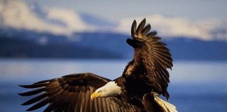 Les aigles du Mali se cachent pour mourir par Imakhou Hem Herou aigle mali