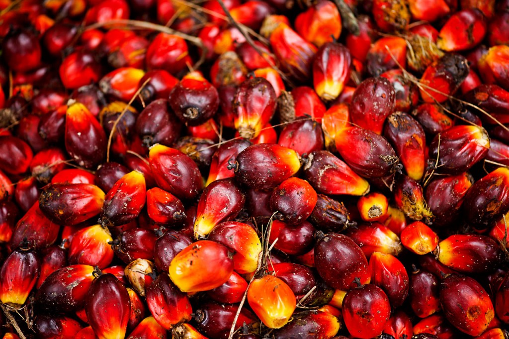 Palm fruit, Musim Mas palm oil plantation, Sumatra, Indonesia