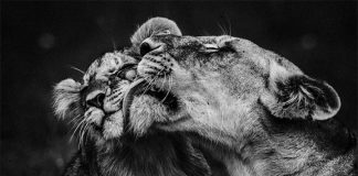 Des clichés sur l’Afrique et ses animaux sauvages