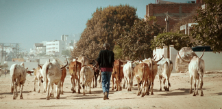 film cinema africain senegal